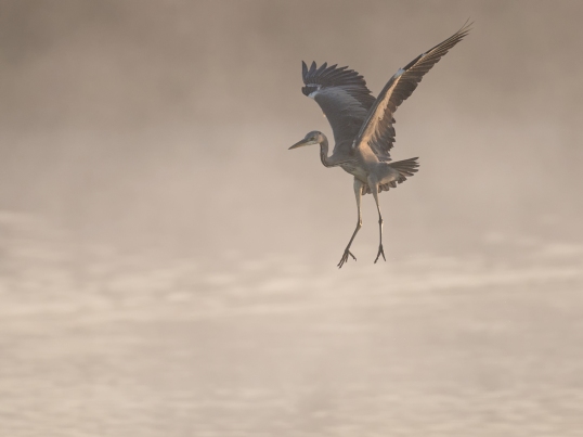 Heron misty dawn