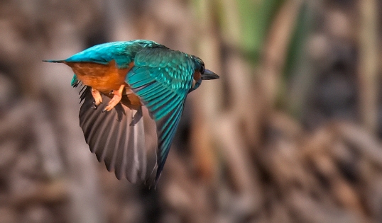 Kingfisher flight (rear view)_4896485233_o