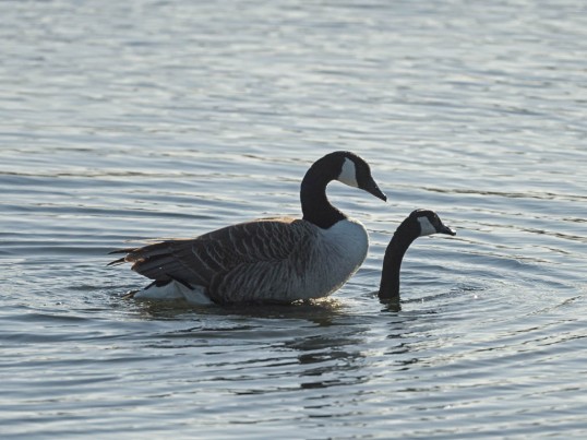 Canada geese - mating
