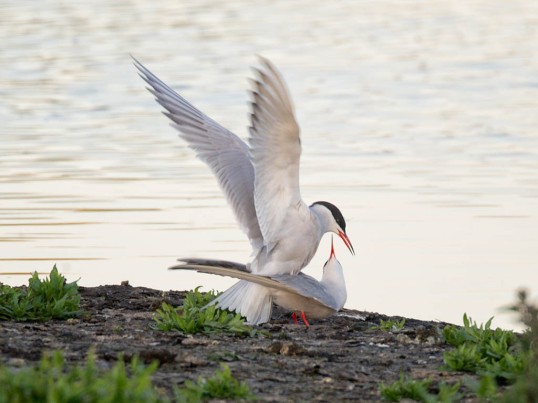 Common Terns-mating