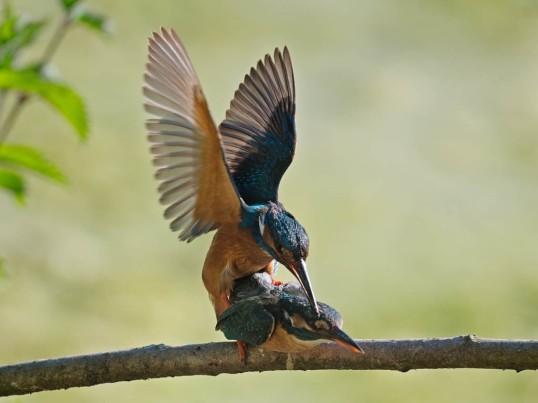 Kingfishers - Mating