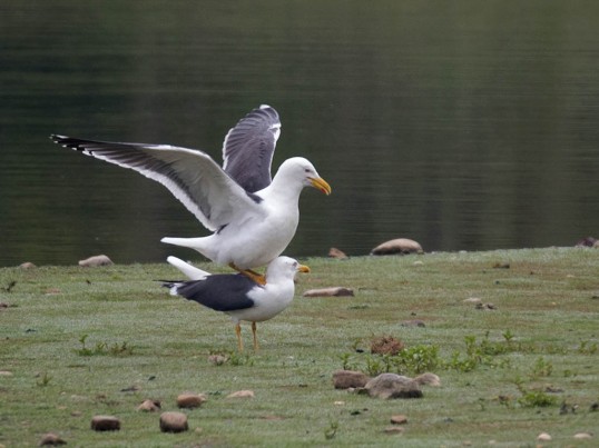 Lesser Black-backed Gulls mating