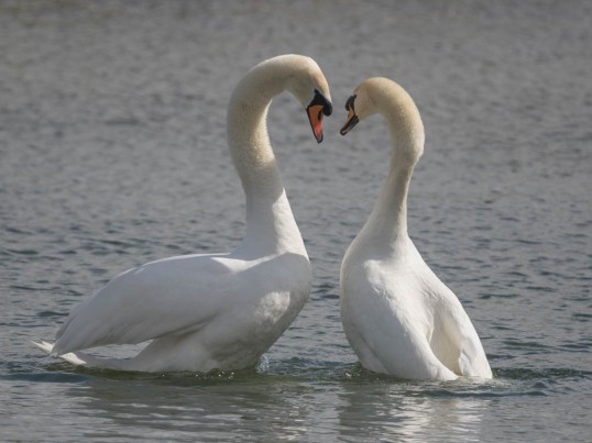 Mute swans mating_3