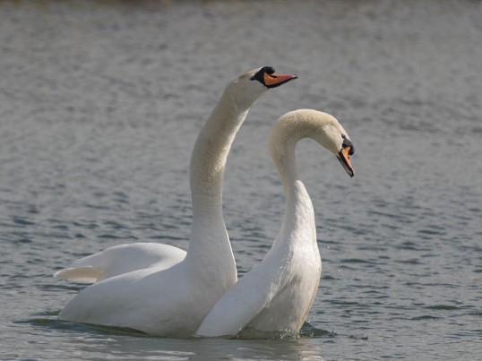 Mute swans mating_2