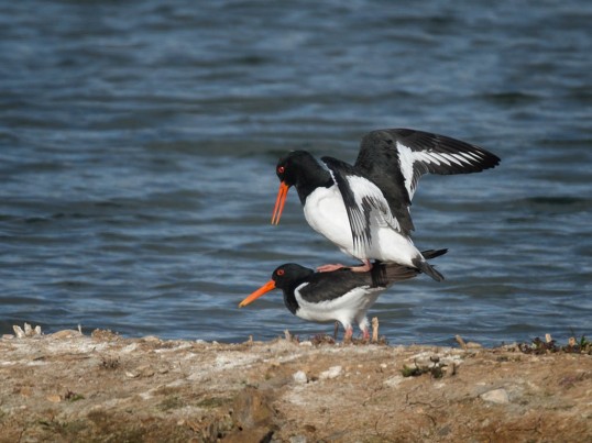 Oystercatchers spring mating